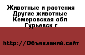 Животные и растения Другие животные. Кемеровская обл.,Гурьевск г.